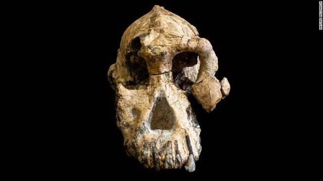 Khuôn mặt tổ tiên lâu đời nhất của con người lần đầu được tiết lộ - Ảnh 3.
