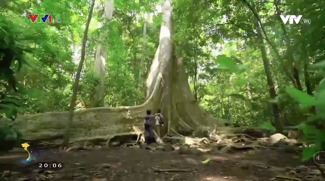 Những cây cổ thụ khổng lồ ở vườn quốc gia Cát Tiên - Ảnh 1.