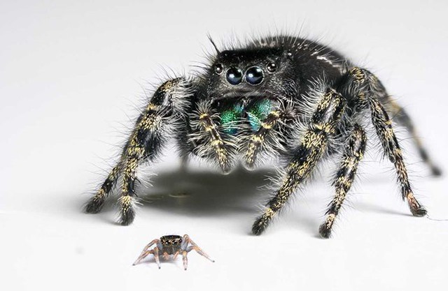 Thị lực của nhện nhảy sơ sinh phi thường đến mức nào? - Ảnh 1.