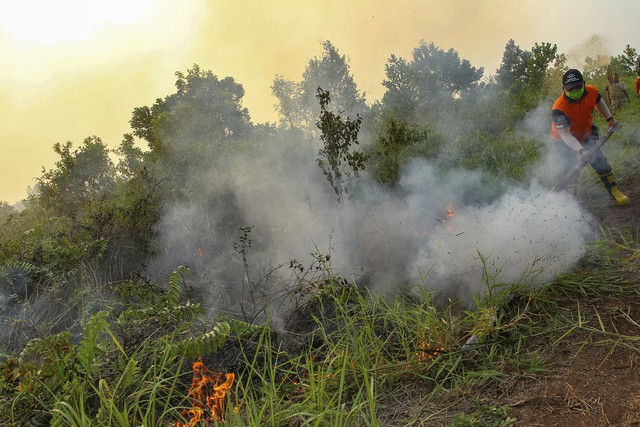 Cháy rừng tại Indonesia ảnh hưởng tới nhiều nước láng giềng - Ảnh 1.