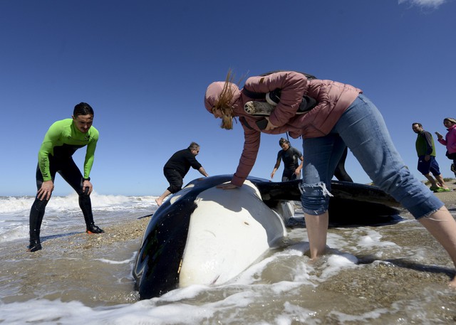 Giải cứu đàn cá voi dạt vào bờ biển Argentina - Ảnh 1.