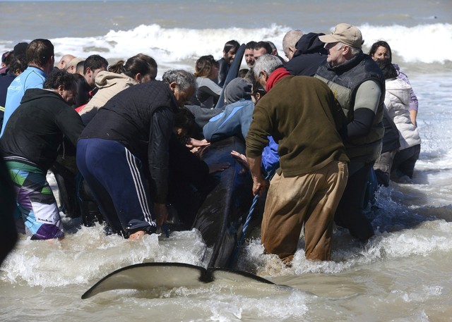 Giải cứu đàn cá voi dạt vào bờ biển Argentina - Ảnh 5.
