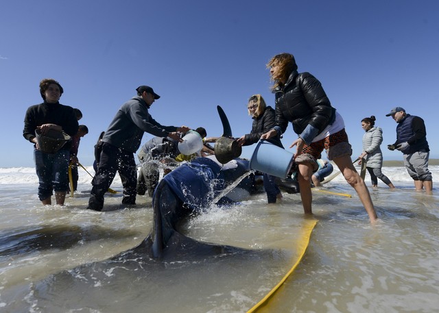 Giải cứu đàn cá voi dạt vào bờ biển Argentina - Ảnh 6.