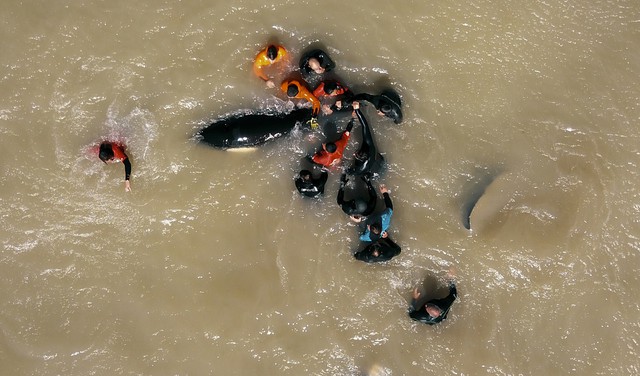 Giải cứu đàn cá voi dạt vào bờ biển Argentina - Ảnh 7.