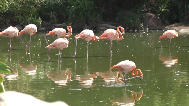 Chiêm ngưỡng các loài vật hoang dã tại vườn thú mở đầu tiên ở Nha Trang - Ảnh 3.