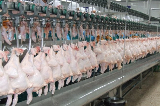 Người tiêu dùng Trung Quốc tăng tiêu thụ thịt gà từ Thái Lan - Ảnh 1.
