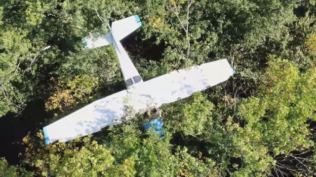 Máy bay đáp... trên cây ở Mỹ - Ảnh 1.