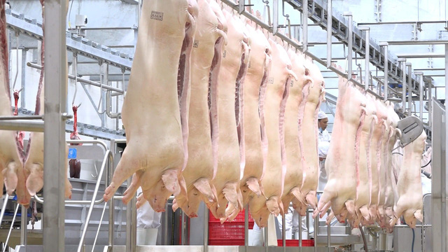 Giá lợn hơi có thể lên 60.000 đồng/kg do nguồn cung giảm mạnh - Ảnh 1.