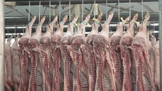 TP.HCM quyết tâm bình ổn giá thịt lợn thấp hơn thị trường 5% - Ảnh 1.
