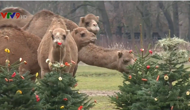 Sau Giáng sinh, sở thú cho động vật ăn cây thông Noel - Ảnh 2.