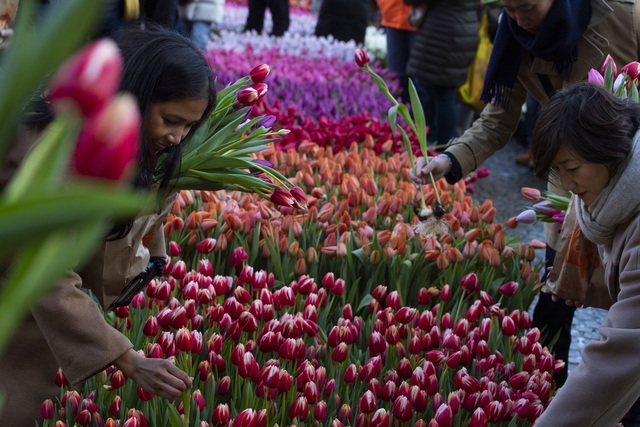 Hàng trăm nghìn bông hoa tulip khoe sắc tại Ngày hội hoa tulip Hà Lan - Ảnh 1.