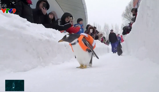 Thú vị các chú chim cánh cụt diễu hành trên băng - Ảnh 2.