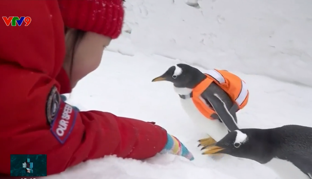 Thú vị các chú chim cánh cụt diễu hành trên băng - Ảnh 1.