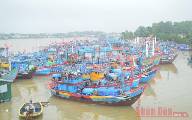 
Fishing boats brought to safe anchor in Quang Ngai Province to protect them against Storm Vamco. (Photo: NDO)
