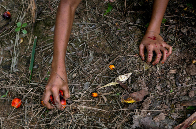 Hàng triệu nữ lao động tại đồn điền trồng cọ ở Indonesia bị ngược đãi, đánh đập và lạm dụng - Ảnh 2.