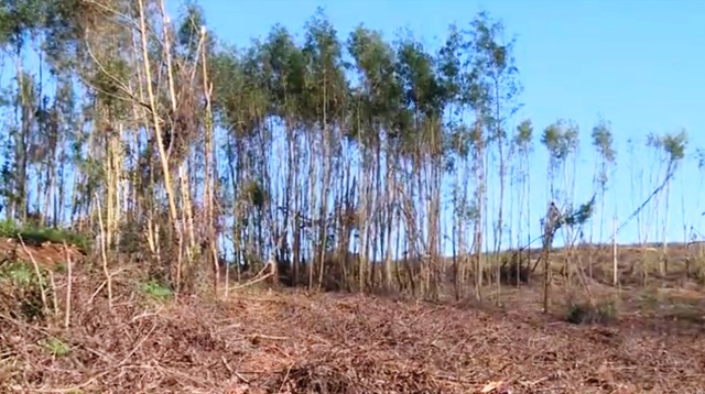 Người trồng rừng Phú Yên thiệt hại sau bão số 12 - Ảnh 1.