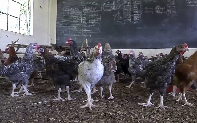 Dịch cúm gia cầm bùng phát tại trang trại ở Anh, hàng nghìn con gà tây bị tiêu hủy - Ảnh 1.