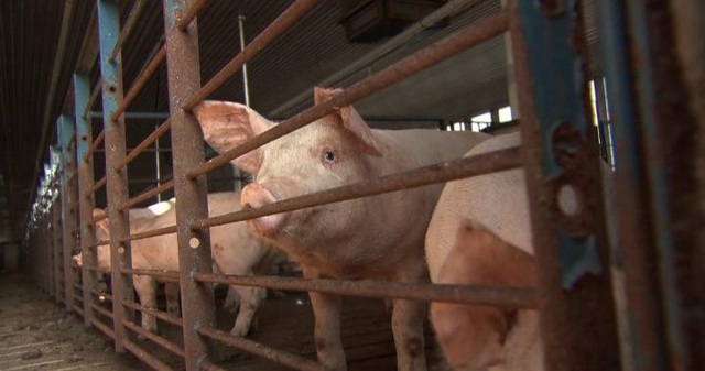 Thị trường thịt lợn Tết: Khó xảy ra biến động lớn về giá - Ảnh 1.