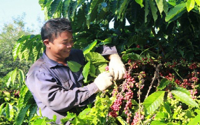 10 tháng, xuất khẩu cà phê Việt Nam giảm 1,3% - Ảnh 1.