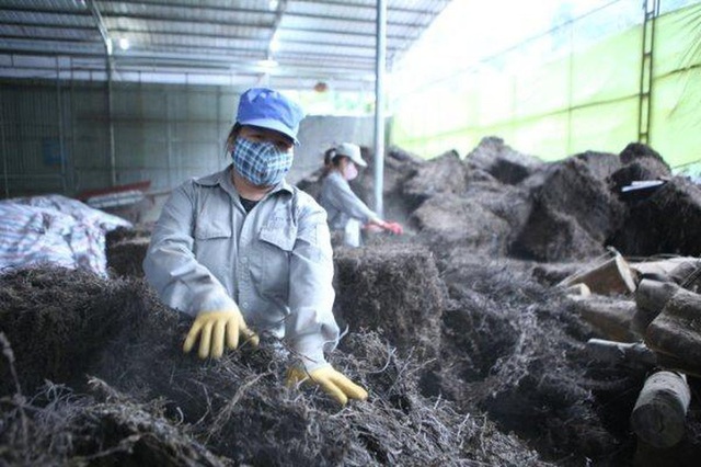 1.000 tấn thạch đen đầu tiên xuất khẩu chính ngạch sang Trung Quốc - Ảnh 1.