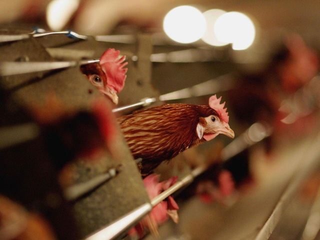 Dịch cúm gia cầm lan rộng ở miền Tây Nhật Bản, hơn 2 triệu con gà bị tiêu hủy - Ảnh 1.