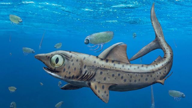 Rùng rợn, phát hiện hàm răng quỷ dữ của loài cá mập 370 triệu năm tuổi - Ảnh 2.