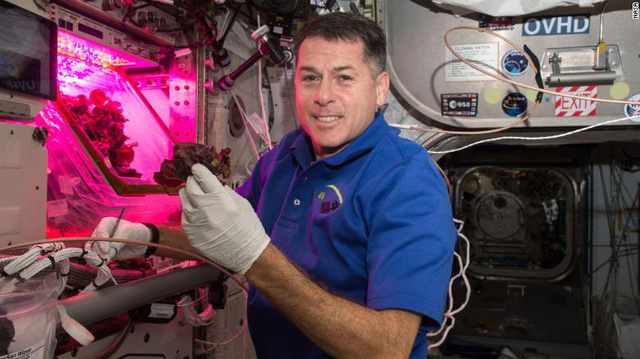 Phi hành gia... thu hoạch củ cải trên trạm ISS - Ảnh 4.
