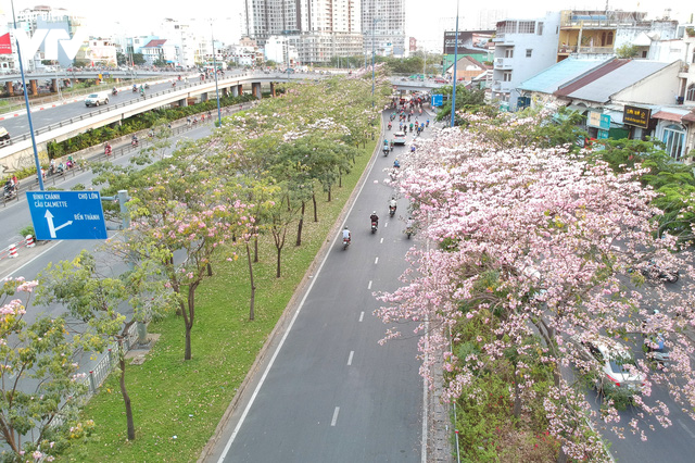 Người dân Sài Gòn ngẩn ngơ trước sắc hoa kèn hồng - Ảnh 1.