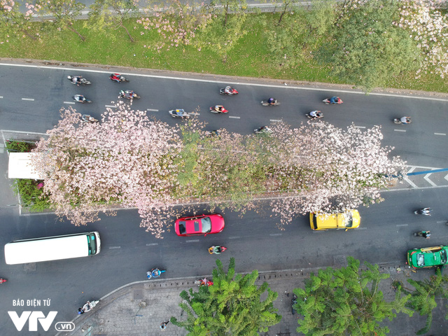 Người dân Sài Gòn ngẩn ngơ trước sắc hoa kèn hồng - Ảnh 7.