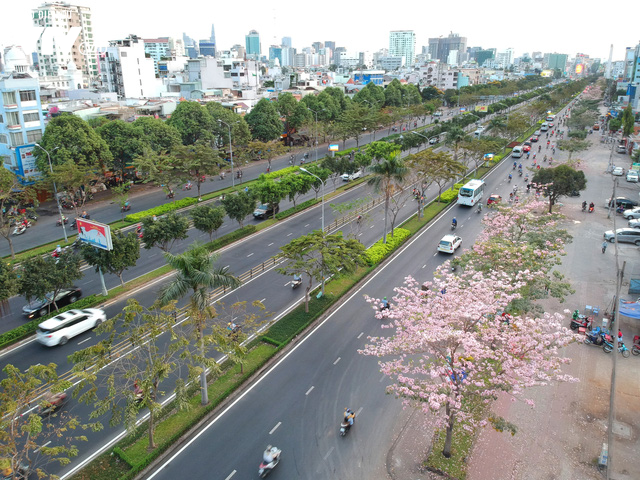 Người dân Sài Gòn ngẩn ngơ trước sắc hoa kèn hồng - Ảnh 2.