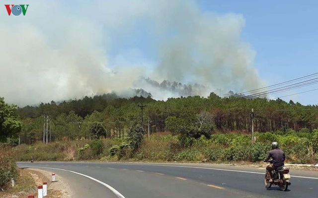 Cháy rừng thông phòng hộ núi Hàm Rồng - Gia Lai - Ảnh 1.