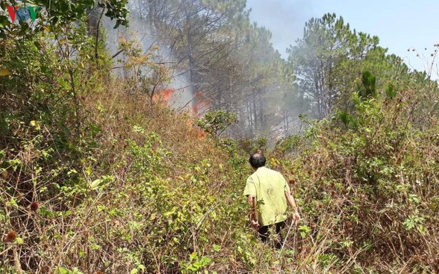 Cháy rừng thông phòng hộ núi Hàm Rồng - Gia Lai - Ảnh 2.
