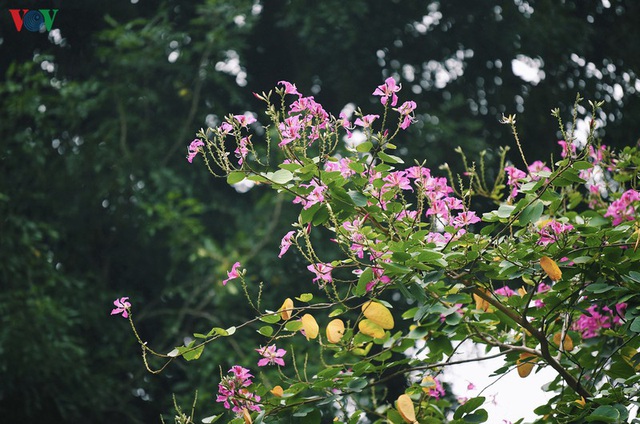 Ngắm sắc hoa ban Tây Bắc tinh khôi, đẹp nao lòng ở Hà Nội - Ảnh 14.