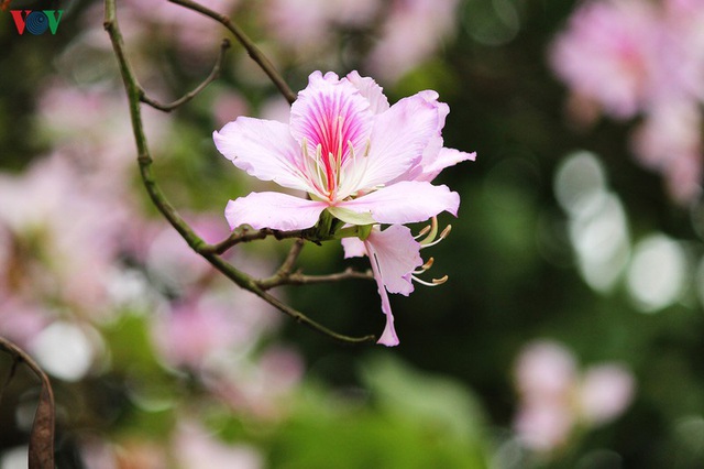 Ngắm sắc hoa ban Tây Bắc tinh khôi, đẹp nao lòng ở Hà Nội - Ảnh 6.
