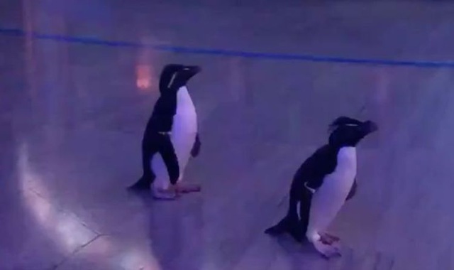 Đáng yêu những chú chim cánh cụt dạo chơi trong thủy cung - Ảnh 5.