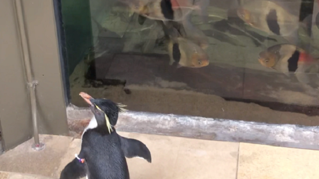 Đáng yêu những chú chim cánh cụt dạo chơi trong thủy cung - Ảnh 3.