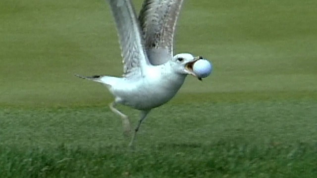 Những câu chuyện thú vị tại giải golf The Players Championship 1998 - Ảnh 3.