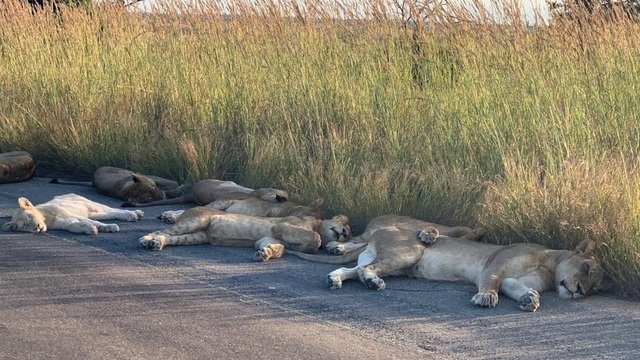 Sư tử ngủ trưa trên đường ở Nam Phi - Ảnh 1.