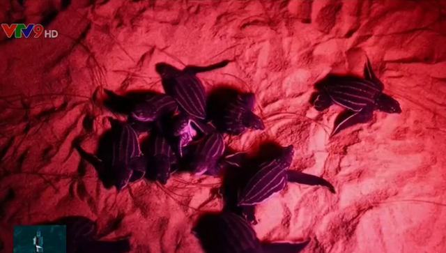 Thái Lan phát hiện 11 tổ rùa biển lưng da quý hiếm - Ảnh 1.