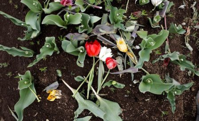 Nhật Bản cắt nhỏ 100.000 hoa tulip để tránh tụ tập ngắm hoa - Ảnh 2.