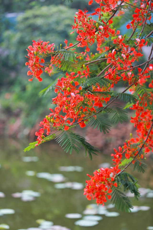 Phượng vỹ đỏ rực là một phần không thể thiếu của cảnh quan Việt Nam. Xem hình ảnh để cảm nhận nguồn năng lượng và sức sống mà loài hoa này mang lại.