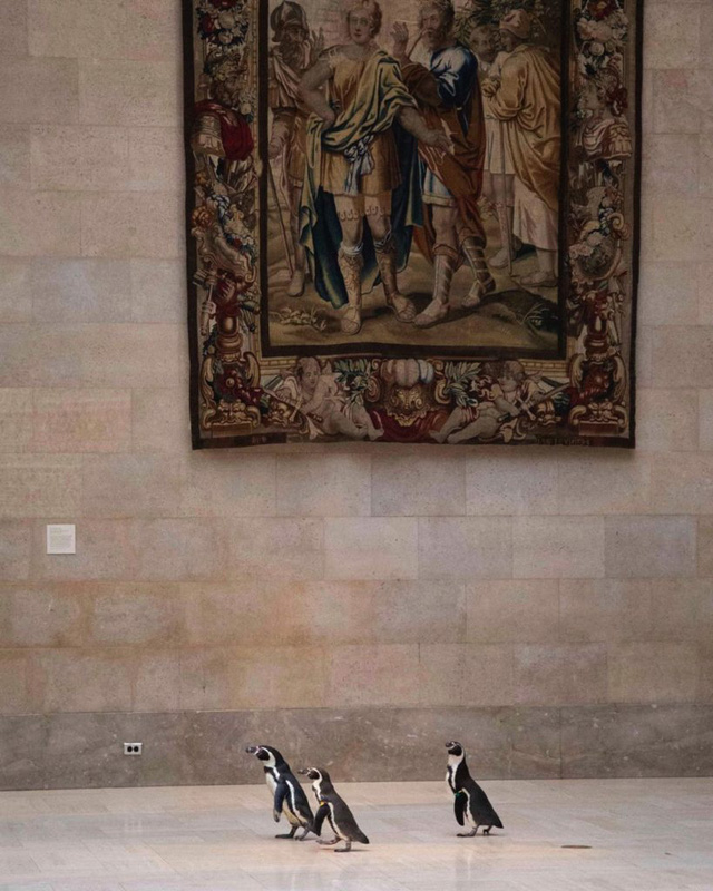 3 chú chim cánh cụt được mời tới thăm viện bảo tàng - Ảnh 1.