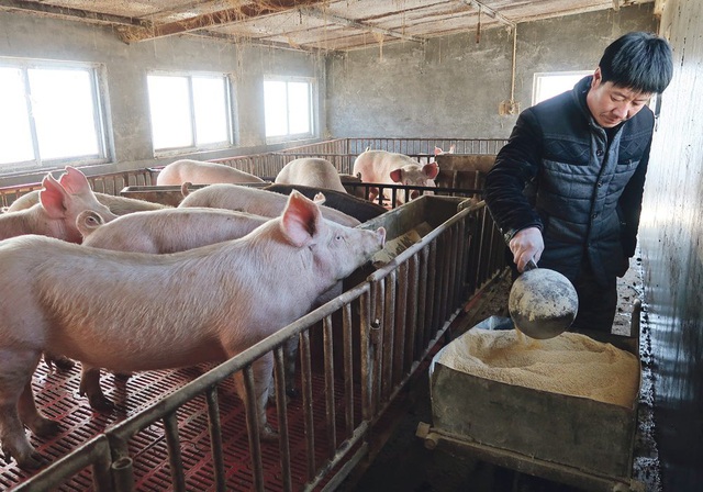 Trung Quốc chạy đua xây dựng nông trại nuôi lợn tại các thành phố lớn - Ảnh 1.