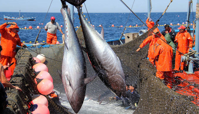 Xuất khẩu cá ngừ Tây Ban Nha giảm do ảnh hưởng bởi COVID-19 - Ảnh 1.