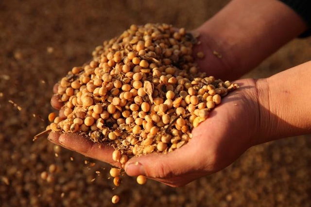 Giá gạo Việt Nam giao dịch ở mức thấp nhất trong hai tháng - Ảnh 2.