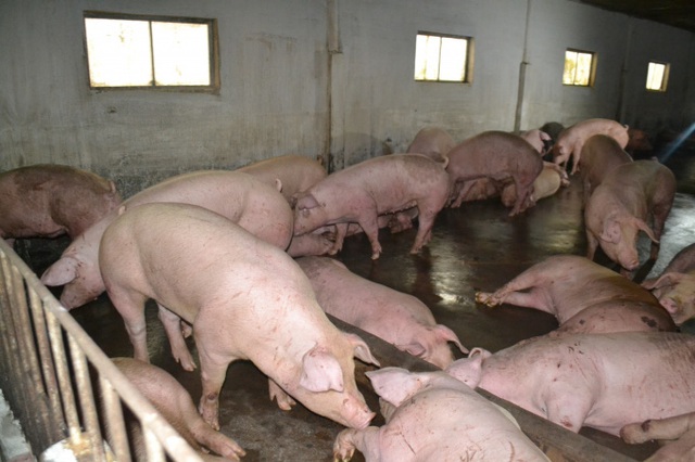 Người dân phía Nam sắp được ăn thịt lợn Thái Lan - Ảnh 2.