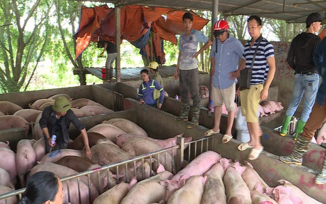 Giá lợn cần về ngưỡng 75.000 - 80.000 đồng/kg - Ảnh 1.