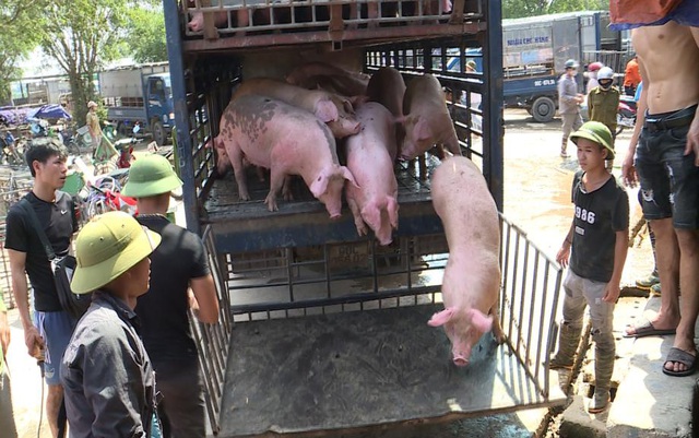 Giá lợn cần về ngưỡng 75.000 - 80.000 đồng/kg - Ảnh 2.