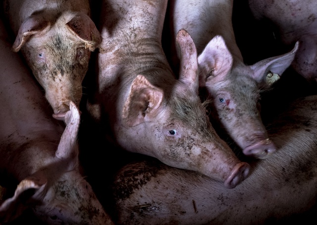 Chủng virus cúm lợn mới ở Trung Quốc đang lây lan sang người - Ảnh 1.