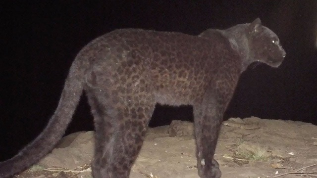 Thực hư thông tin 2 con báo đen 100kg xuất hiện gần nhà dân - Ảnh 2.
